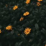 Flowers & Plants - Captivating yellow flowers contrast against dark #10095792