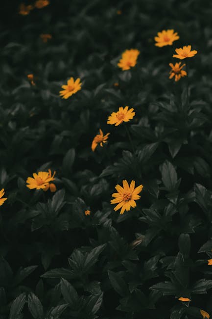 Flowers & Plants - Captivating yellow flowers contrast against dark #10095792