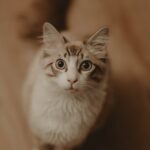 Cute Pets - Charming vertical portrait of a fluffy, curious- #11289237