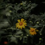 Flowers & Plants - A striking yellow flower surrounded by dark, lus #11779857