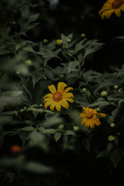 Flowers & Plants - A striking yellow flower surrounded by dark, lus #11779857