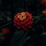 Flowers & Plants - Close-up of a bright orange lantana flower with  #12563718
