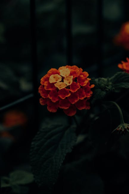 Flowers & Plants - Close-up of a bright orange lantana flower with  #12563718
