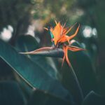 Flowers & Plants - Bright and detailed shot of a Strelitzia flower  #13087882