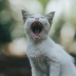 Cute Pets - Charming close-up of a white kitten yawning in a #13282965