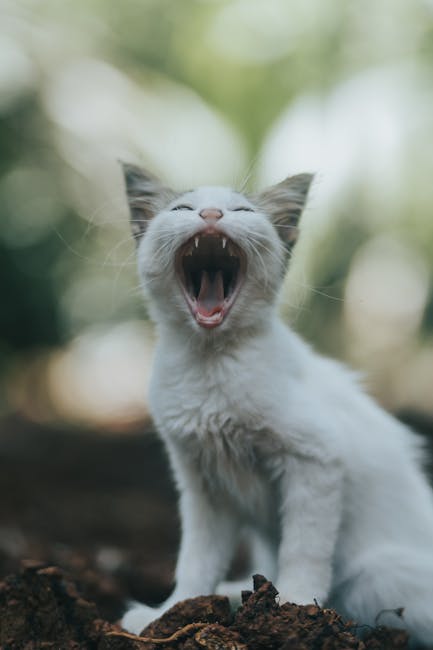 Cute Pets - Charming close-up of a white kitten yawning in a #13282965