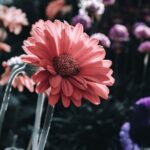 Flowers & Plants - A stunning close-up of a pink gerbera daisy bloo #13316248