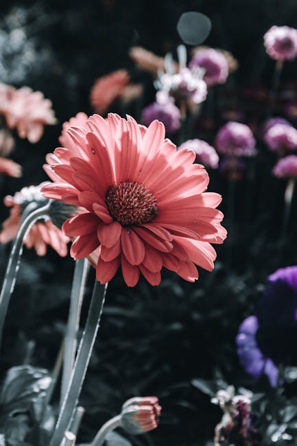Flowers & Plants - A stunning close-up of a pink gerbera daisy bloo #13316248