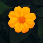 Flowers & Plants - Close-up of a vibrant yellow flower in an Abuja  #13671536