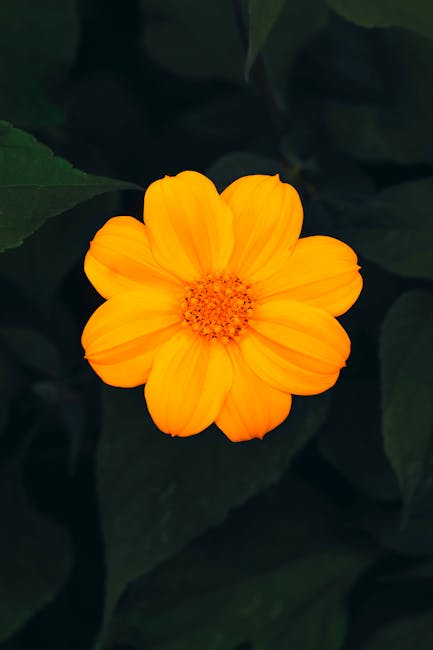 Flowers & Plants - Close-up of a vibrant yellow flower in an Abuja  #13671536