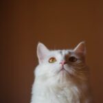 Cute Pets - A close-up of a white Persian cat with a fluffy  #14025145