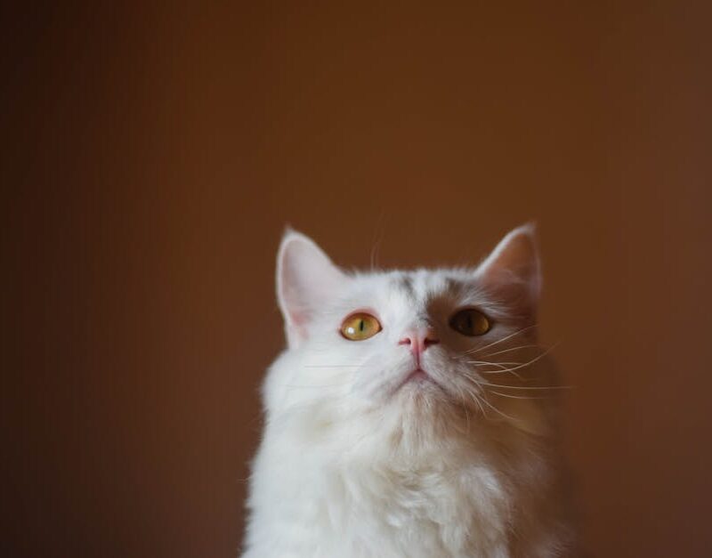 Cute Pets - A close-up of a white Persian cat with a fluffy  #14025145