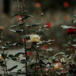 Flowers & Plants - A serene rose garden with blooming flowers in Bo #14402548