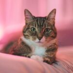 Cute Pets - Adorable tabby cat looking at the camera with so #14523506