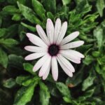 Flowers & Plants - Close-up of a white African daisy amidst green l #16643318