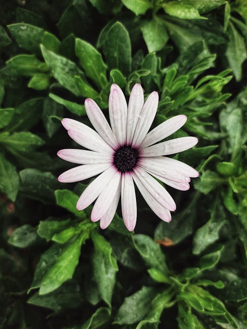 Flowers & Plants - Close-up of a white African daisy amidst green l #16643318
