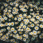Flowers & Plants - A stunning top view of abundant white daisies in #16718837