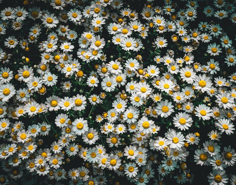 Flowers & Plants - A stunning top view of abundant white daisies in #16718837