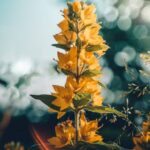 Flowers & Plants - Close-up of a vibrant yellow loosestrife flower  #17155438