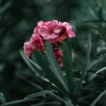 Flowers & Plants - Close-up of vibrant pink oleander flowers in a l #17633631