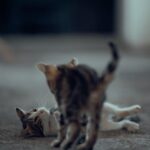 Cute Pets - Two kittens playfully interact indoors, showcasi #18110590