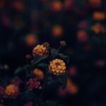 Flowers & Plants - Beautiful moody shot of lantana flowers with sel #18193744