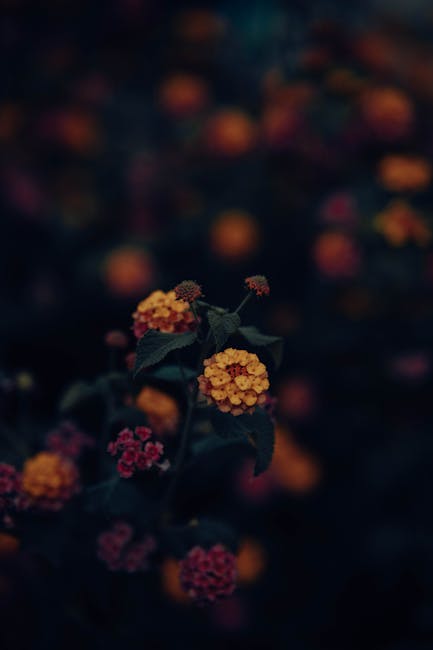 Flowers & Plants - Beautiful moody shot of lantana flowers with sel #18193744