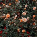 Flowers & Plants - Explore a vibrant rose garden filled with bloomi #1831489
