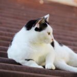 Cute Pets - Cute black and white cat lying outside on a roof #19099337