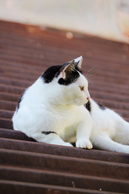 Cute Pets - Cute black and white cat lying outside on a roof #19099337