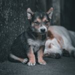 Cute Pets - Cute Puppy Sitting on Urban Street with Sleeping #19939372