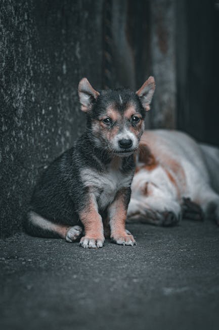 Cute Pets - Cute Puppy Sitting on Urban Street with Sleeping #19939372