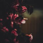 Flowers & Plants - Moody and dark close-up of blooming pink flowers #2102901