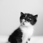 Cute Pets - Charming black and white portrait of a cute kitt #21047228