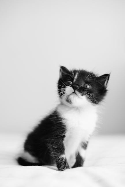 Cute Pets - Charming black and white portrait of a cute kitt #21047228