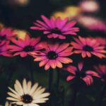 Flowers & Plants - Close-up of colorful flowers with rich details,  #2184346