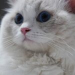 Cute Pets - A close-up portrait of a white fluffy cat with s #23467524