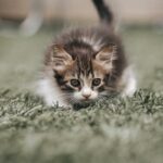 Cute Pets - Close-up of a cute kitten stalking in the grass  #25682464
