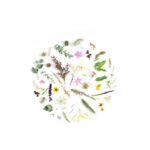 Flowers & Plants - A creative arrangement of diverse botanical elem #2652346