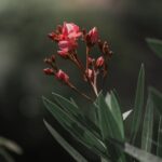 Flowers & Plants - Close-up of pink oleander flowers blooming with  #27427281