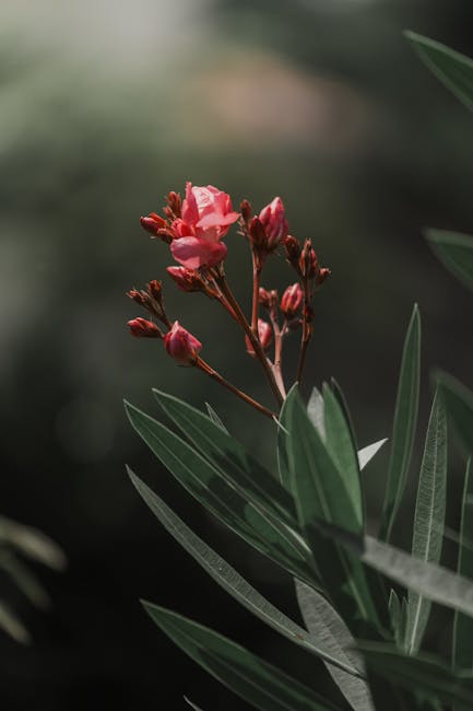 Flowers & Plants - Close-up of pink oleander flowers blooming with  #27427281
