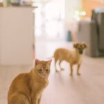 Cute Pets - A cute cat and dog indoors in a cozy and warm ho #27806129