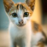 Cute Pets - Close-up portrait of a cute calico kitten with c #27981915