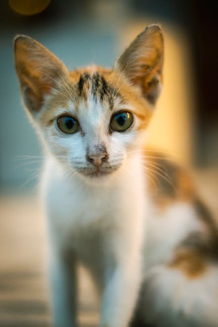 Cute Pets - Close-up portrait of a cute calico kitten with c #27981915