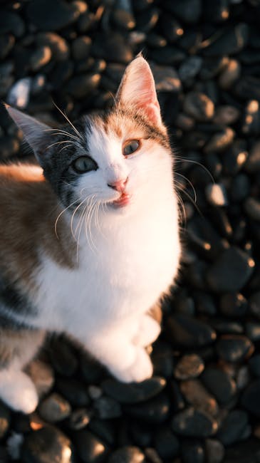 Cute Pets - A curious calico cat enjoys a sunset moment on a #28959486