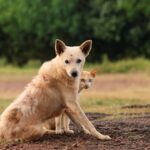 Cute Pets - A dog and cat in an outdoor setting, showcasing  #29357039