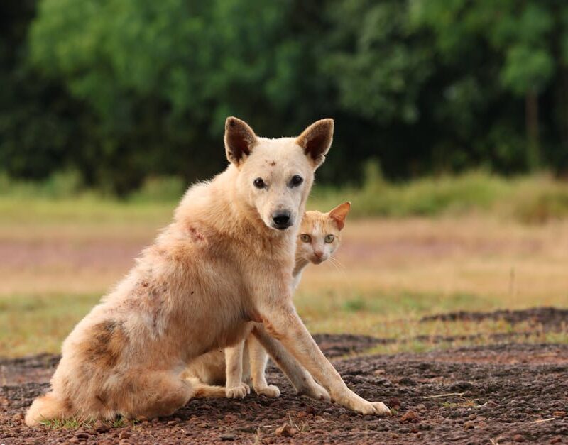 Cute Pets - A dog and cat in an outdoor setting, showcasing  #29357039