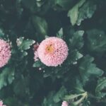 Flowers & Plants - Beautiful pink chrysanthemums in bloom with lush #29519794