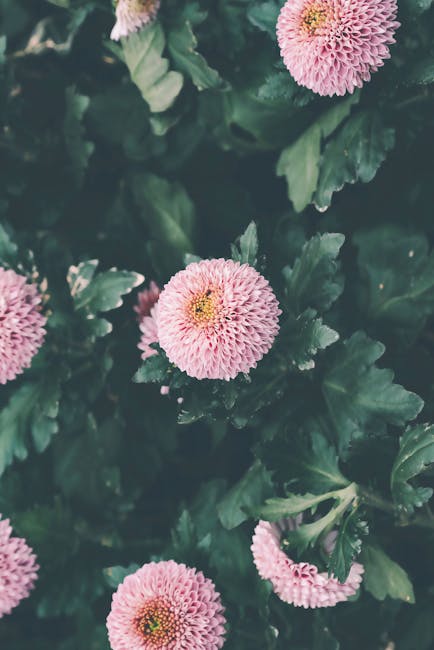 Flowers & Plants - Beautiful pink chrysanthemums in bloom with lush #29519794