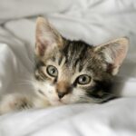Cute Pets - Adorable tabby kitten relaxing on a white blanke #29995120